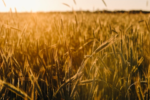 Tarweveld bij zonsondergang Gouden korenaren Het concept van oogst