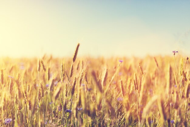 Tarweveld bij zonsondergang Landbouw oogstconcept