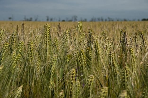 Foto tarweveld close-up de aartjes zwaaien in de wind het concept van het laten groeien van de oogst