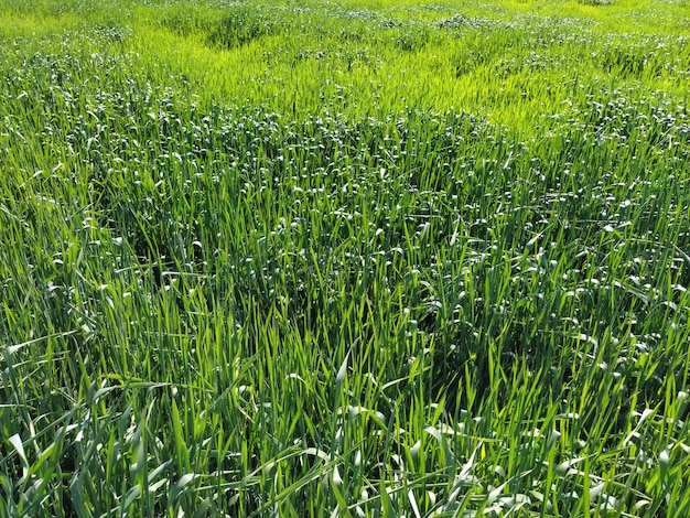 Tarweveld close-up Groene hoge grasaar in de zomer en zwaaien in de wind Intense groene kleur