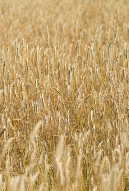 Tarweveld close-up shot