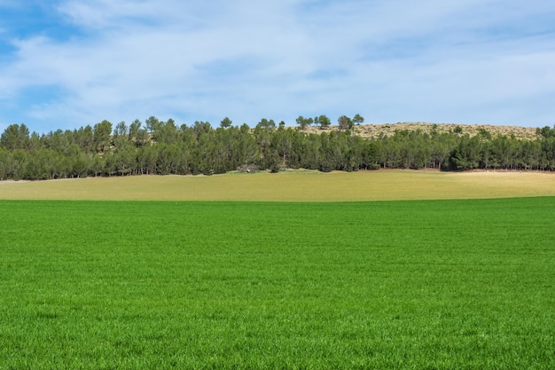 tarweveld en blauwe lucht Groene tarwevelden en prachtige wolken in Jijel, Algerije, Afrika