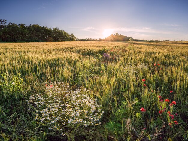 Tarweveld en kamille op avond