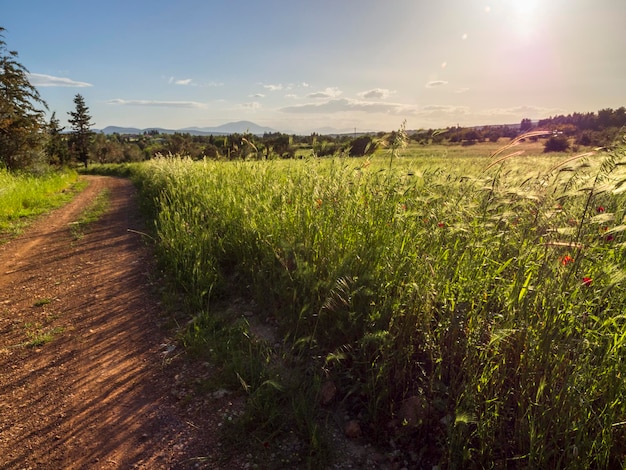 Tarweveld gezaaid op het Griekse eiland Evia Griekenland bij zonsondergang