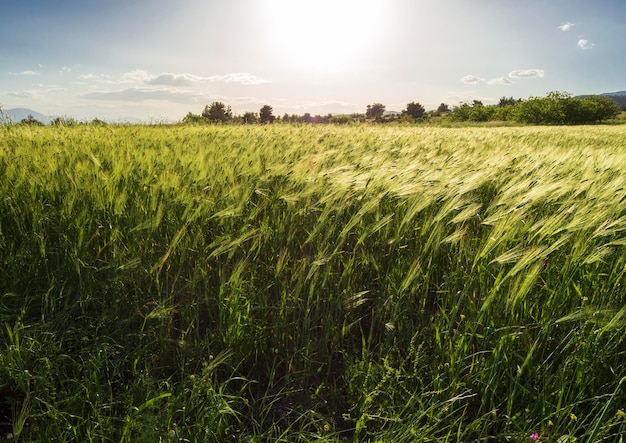 Tarweveld gezaaid op het Griekse eiland Evia Griekenland bij zonsondergang