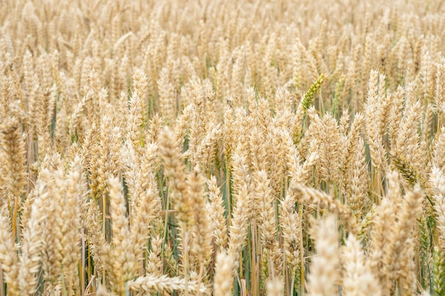 Tarweveld Gouden oren van tarwe op het veld Achtergrond van rijpende oren van weidetarweveld