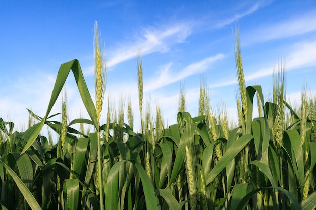 Tarweveld groeit onder blauwe hemel