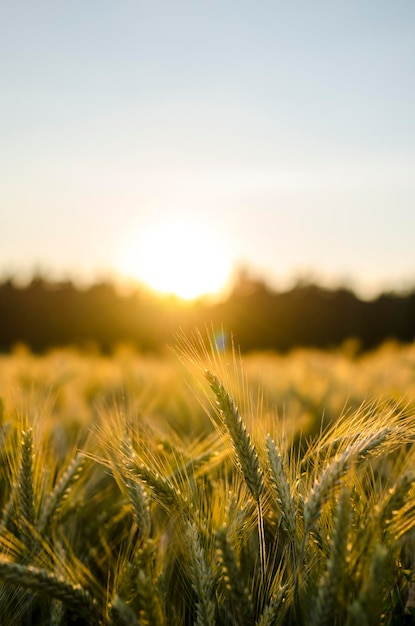 Tarweveld in de vroege zomer bij zonsondergang