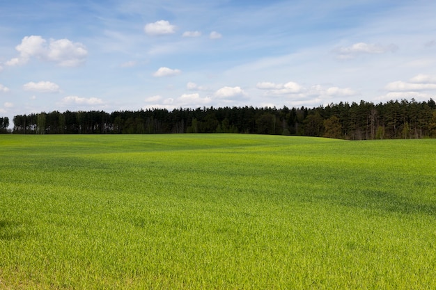 Tarweveld in het voorjaar