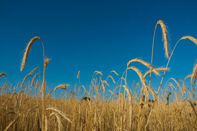 Tarweveld in Pampas platteland La Pampa provincie Patagonië Argentinië