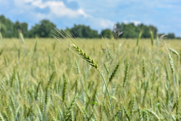 Tarweveld landschap