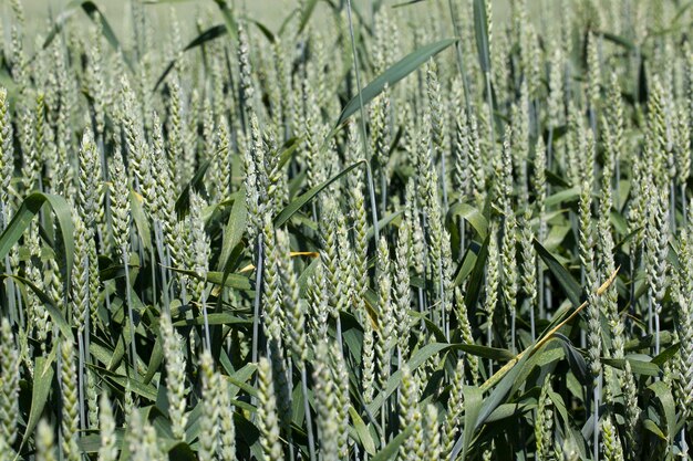 Tarweveld met groene onrijpe roggeplanten