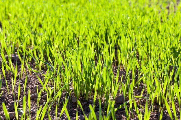 Tarweveld met groene spruiten van tarwe in de vroege zomer of de late lente, landbouw