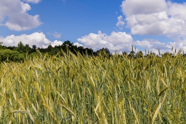 Tarweveld met onrijpe tarwe zwaaiend in de wind