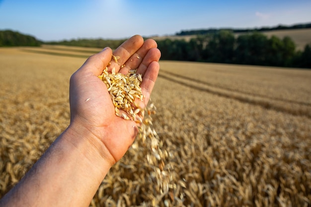 Tarweveld onder de blauwe hemel Rijk oogstthema Landelijk landschap met rijpe gouden tarwe Het mondiale probleem van graan in de wereld