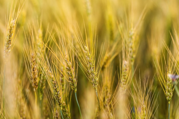 Tarweveld Oren van gouden tarwe close-up prachtige natuur zonsondergang landschap landelijk landschap onder glanzend zonlicht Achtergrond van rijpende oren van weide tarweveld Rijke oogst Concept