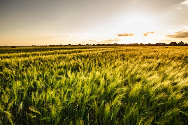 Tarweveld over hemel met zonsondergang. Natuur landschap