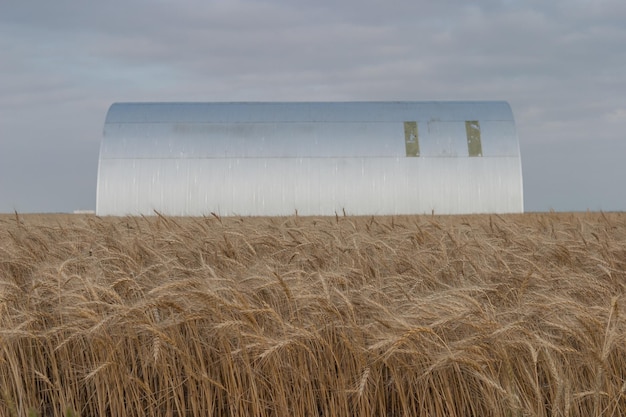 Foto tarweveld tegen de lucht