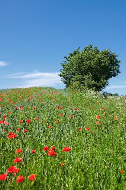 Tarwevelden met klaprozen in de vroege zomer Een foto van klaprozen op het platteland in de vroege zomer