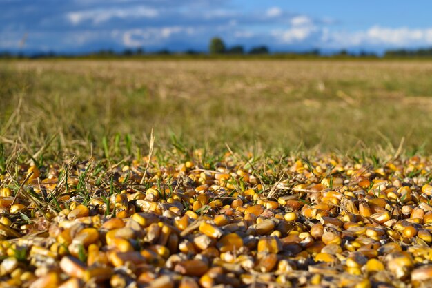 tarwezaden in plattelandslandschap