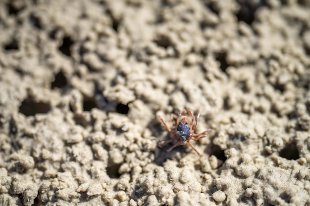 Tasmaanse gravende zuidelijke soldatenkrab op een strand van dichtbij in Australië