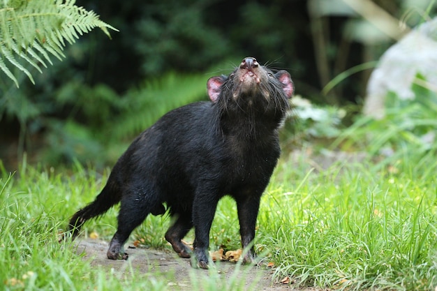 Tasmanian devil. Sarcophilus harrisii