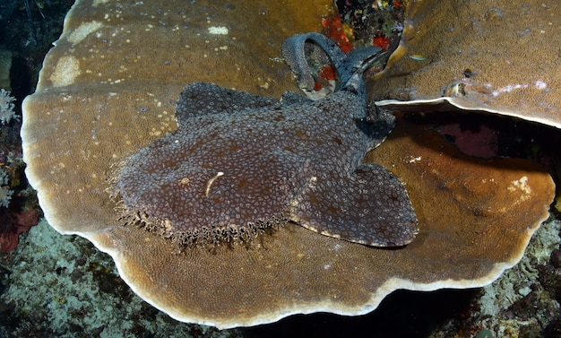Tasselled wobbegong or carpet shark rests on a hard coral