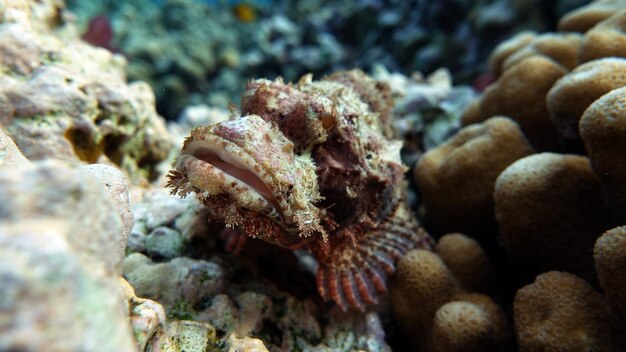 Tassled Schorpioenvis. Vis - Scorpaenidae. . Schorpioenen. Scorpenopsis met platte kop.