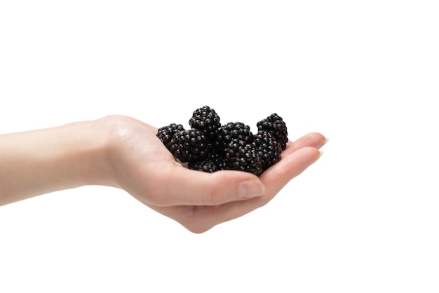 Tasty blackberry kept in hands isolated on white background. Top view.