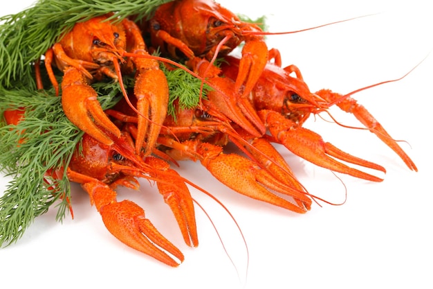 Tasty boiled crayfishes with fennel isolated on white