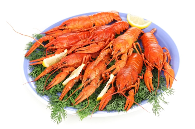 Tasty boiled crayfishes with fennel on plate isolated on white