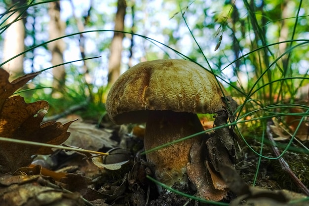 숲 바닥에서 맛있는 신선한 여름 Boletus