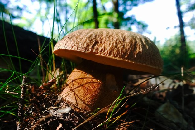 Tasty summer boletus in the forest floor