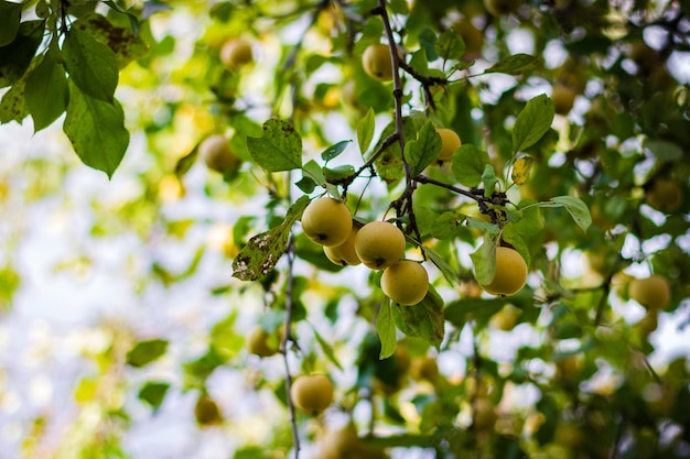 Вкусные желтые яблоки на яблоне