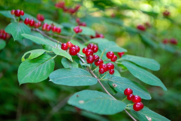 공원에 있는 타타리안 허니서클 Lonicera tatarica