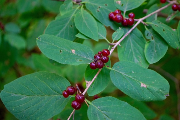 Photo tatarian honeysuckle lonicera tatarica in park