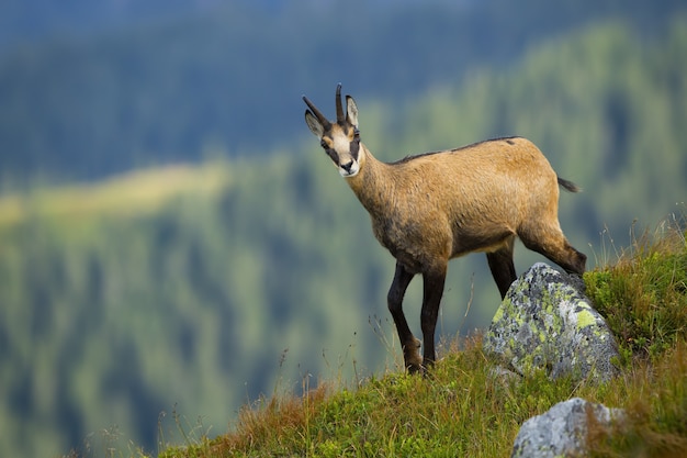 Tatra chamois walking on peak of hill