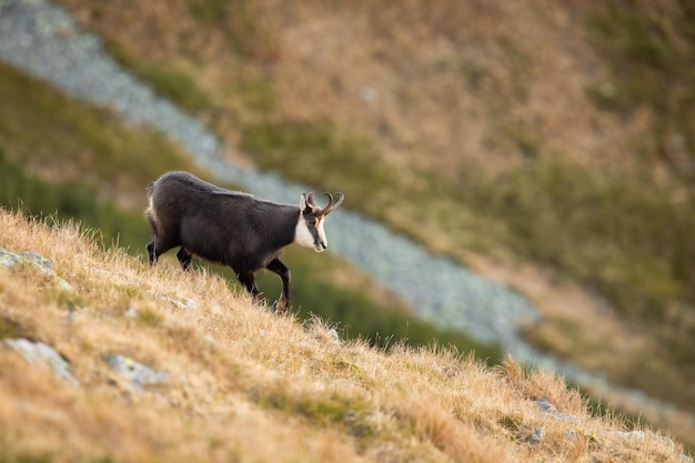 Tatra-gemzen die in de herfst op droog gras op de berghelling gaan