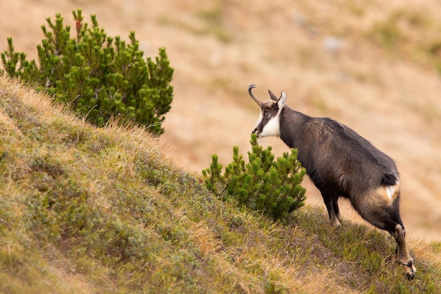 Tatra gemzen snuiven een geur territoriaal merkteken op een dwergpijnboom