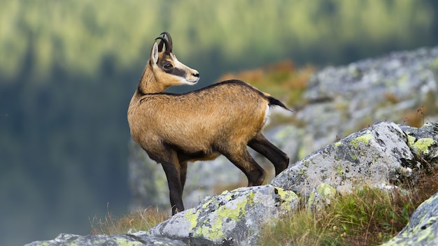 Tatra gemzen staande op rotsachtige horizon in bergen en erachter kijken