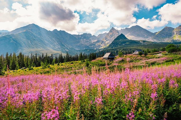 Tatra Nationaal Park in Polen Tatra gebergte panorama Polen kleurrijke bloemen en huisjes in Gasienicowa vallei Hala Gasienicowa Wandelen in de natuur in de buurt van Kasprowy Wierch