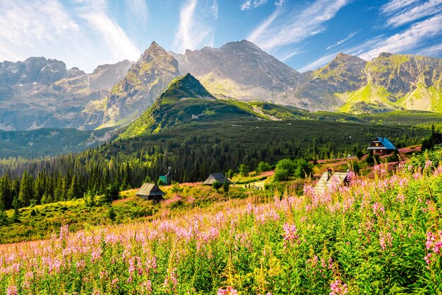 Tatra Nationaal Park in Polen Tatra gebergte panorama Polen kleurrijke bloemen en huisjes in Gasienicowa vallei Hala Gasienicowa Wandelen in de natuur in de buurt van Kasprowy Wierch