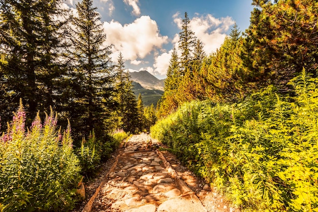 Parco nazionale dei tatra in polonia panorama dei monti tatra polonia fiori colorati e cottage nella valle di gasienicowa hala gasienicowa escursioni nella natura vicino a kasprowy wierch