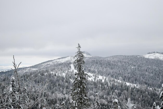 Tatra Uitzicht op het besneeuwde Tatra winterbos van de Tatra