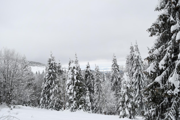 Tatras View of the snowy Tatras winter forest of the Tatras