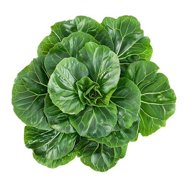 Photo tatsoi cruciferous vegetable rosette of dark green spoon sha isolated on white bg clean blank shoot