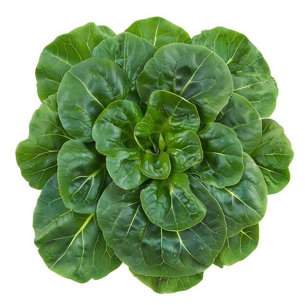 Tatsoi Leafy Vegetable Round Shape Characterized by Its Dark Isolated on White BG Clean Blank Shoot