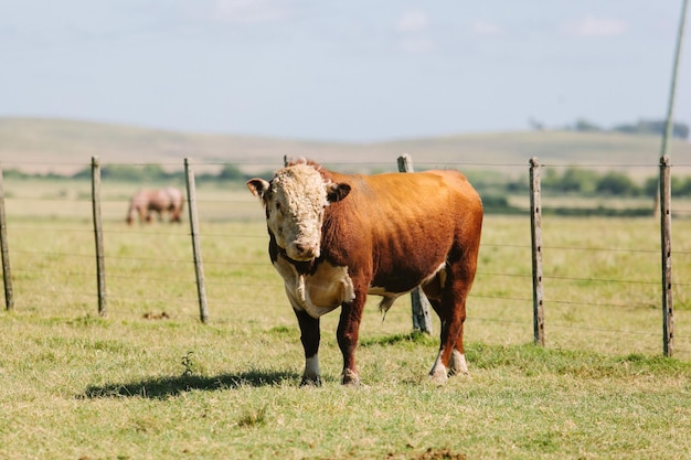 Photo taurus in a field