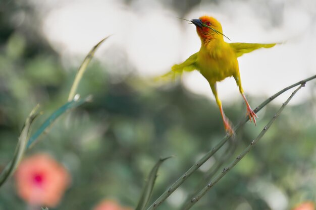 Taveta weaver Zanzibar