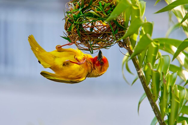 Photo taveta weaver zanzibar